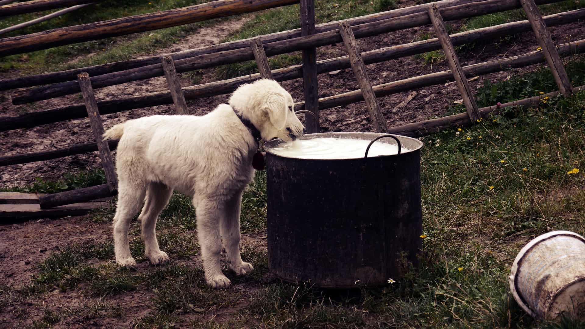 animal de compagnie alimentation