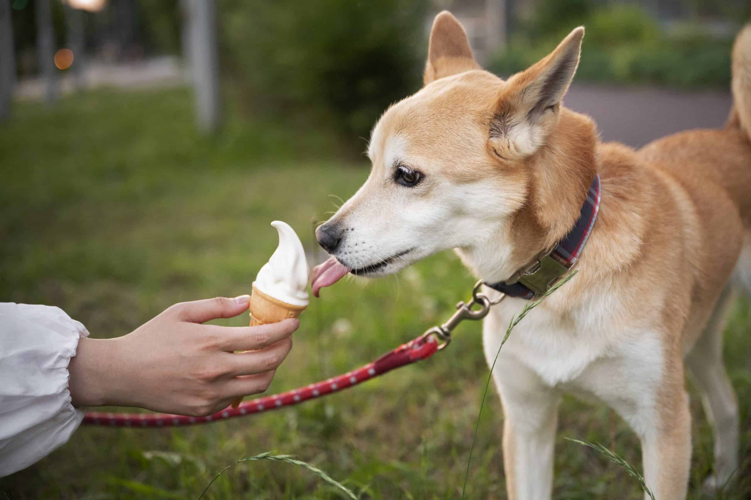 chien en train de manger une glace