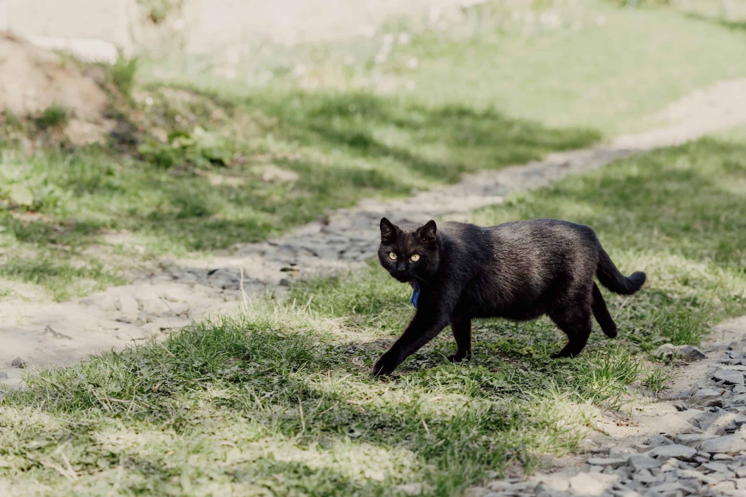 chat noir superstition