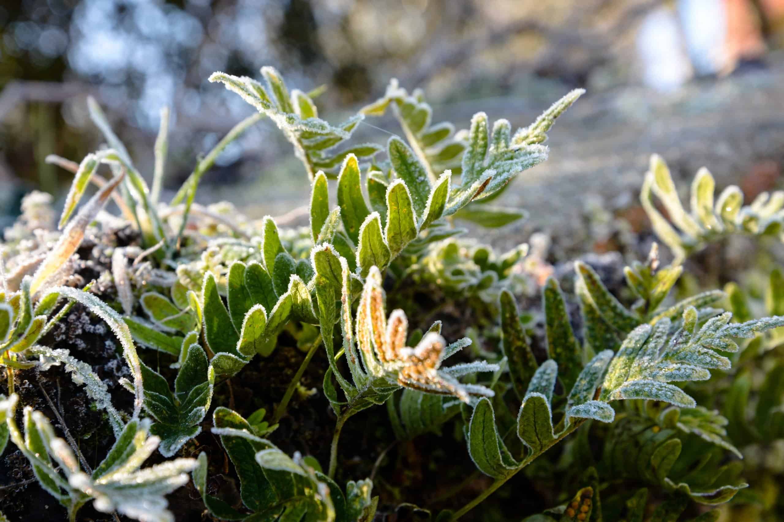 Protéger ses plantes du gel : nos conseils ! - Ring Twice