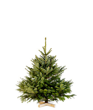 Kleine kerstboom 150 – 175 cm : € 65