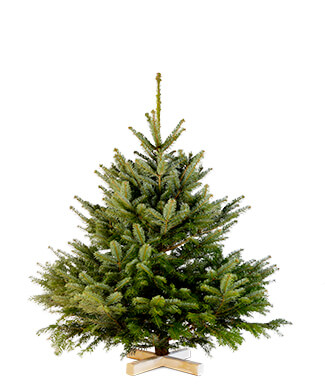 Middelgrote kerstboom 175 – 200 cm : € 80