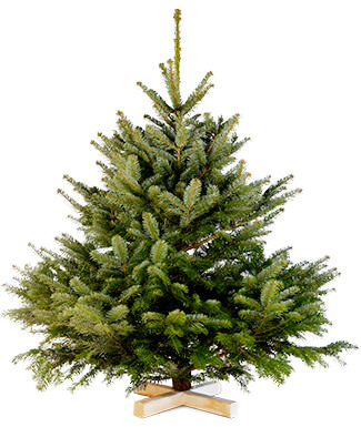 Grote kerstboom 200 – 250 cm : € 95