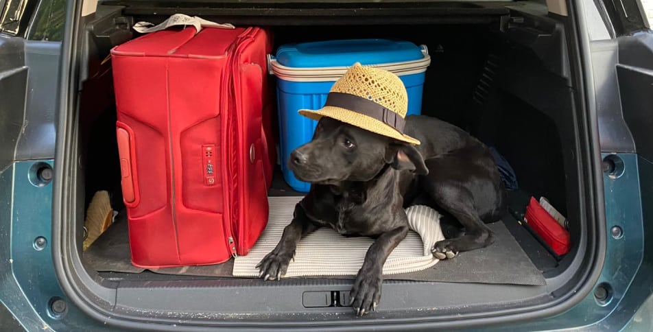 Blog op reis met je hond
