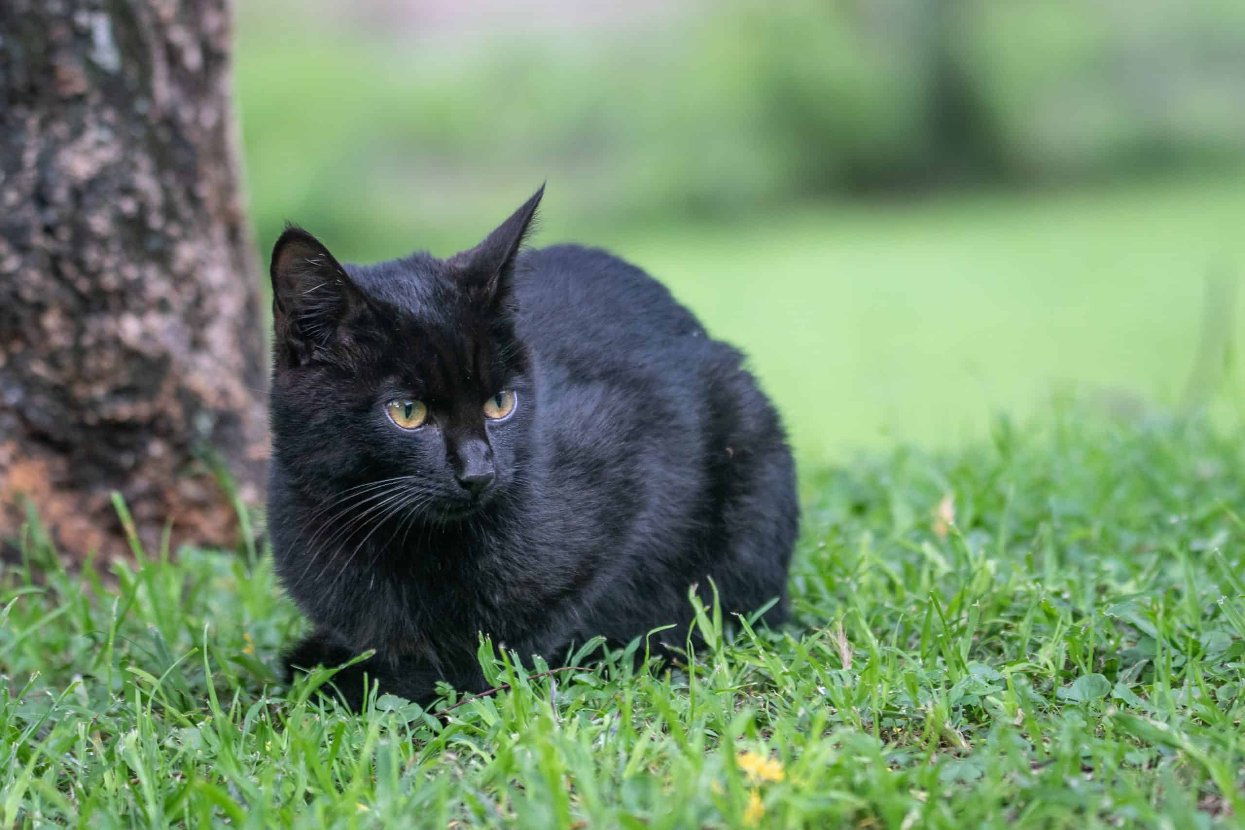 zwarte kat vrijdag 13